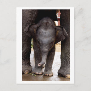 Carte Postale Baby Asian Elephant