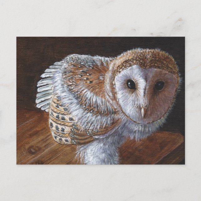 Carte Postale Baby Barn Owl Bird (Devant)