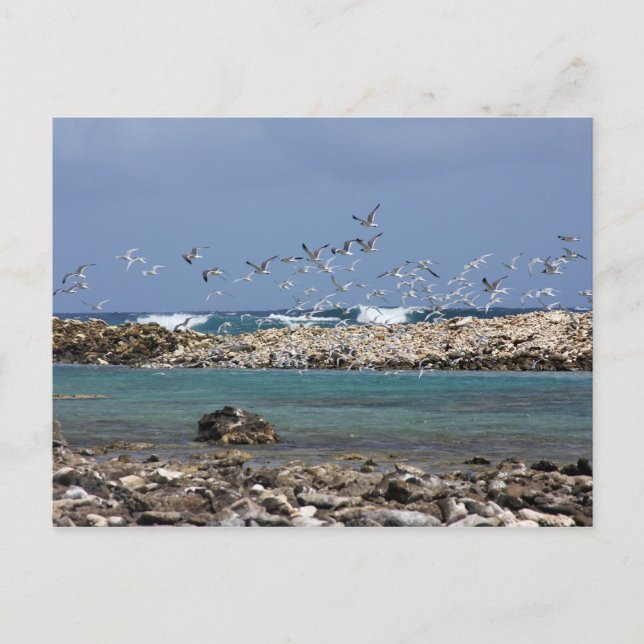 Carte Postale Baby Beach (Devant)