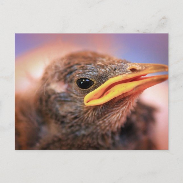 Carte Postale Baby Bird (Devant)