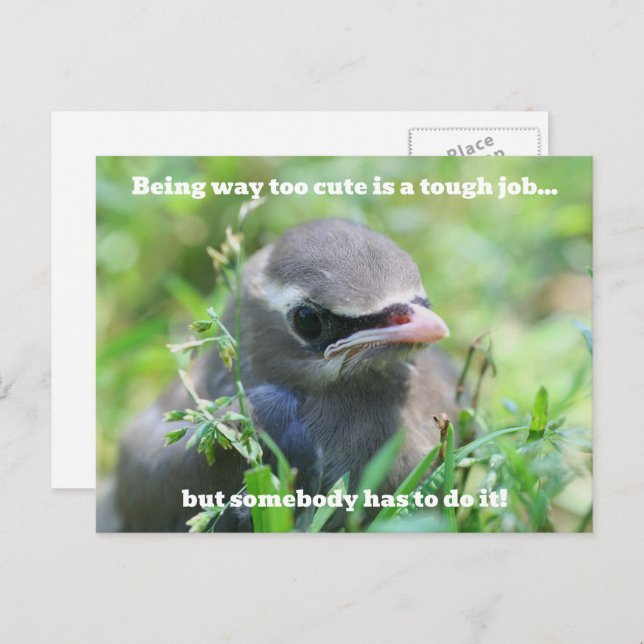 Carte Postale Baby Bird Too Cute Humorous  (Devant / Derrière)