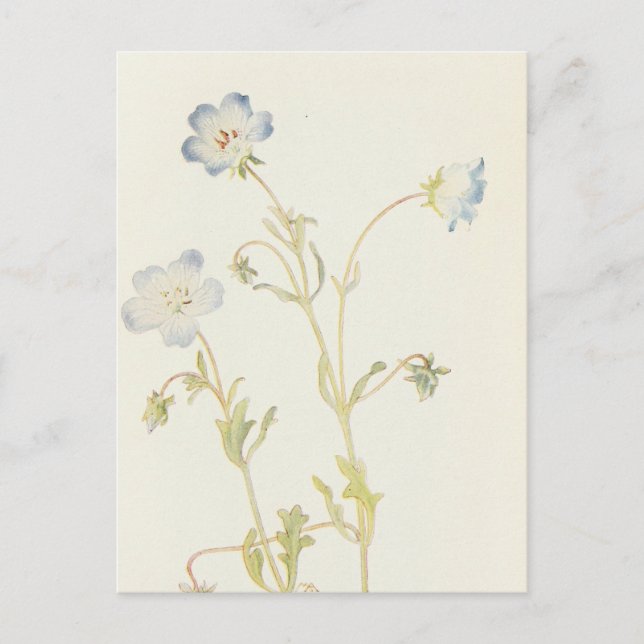 Carte Postale Baby Blue-Eyes par Margaret Armstrong (Devant)