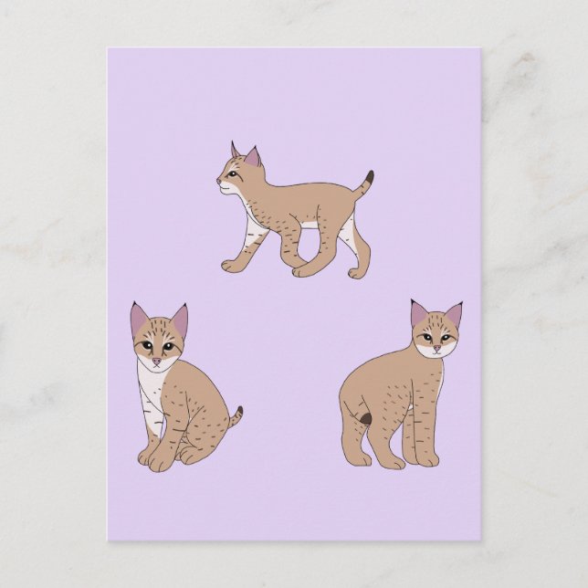 Carte Postale Baby Bobcats (Devant)