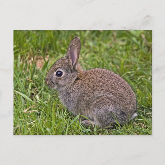 Carte postale Baby Bunny (Devant)