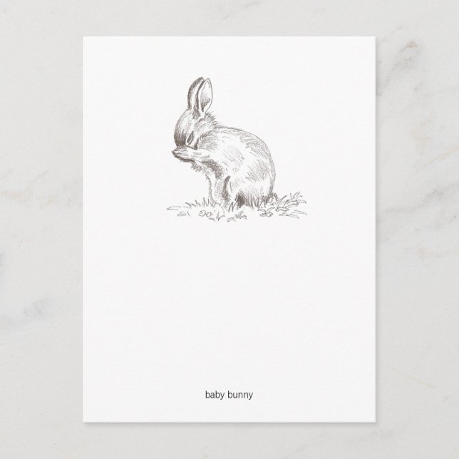 Carte postale Baby Bunny (Devant)