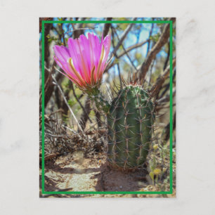 Carte Postale Baby Cactus