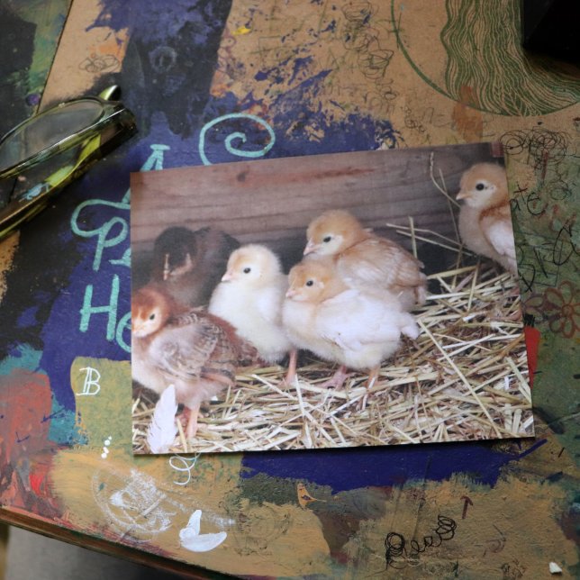 Carte Postale Baby Chickens photos de ferme de poussins mignons (Créateur téléchargé)