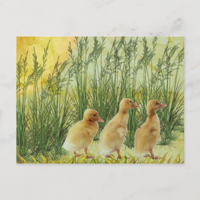 Carte Postale Baby chicks (Devant)