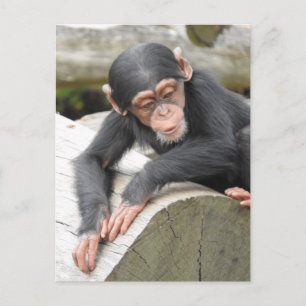 Carte postale Baby Chimp