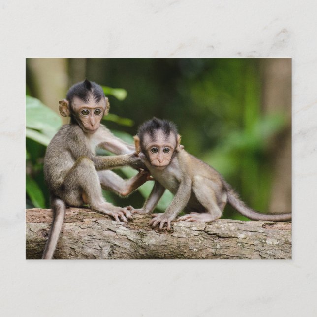 Carte Postale Baby Crab-Eating Macaques Playing on a Branch (Devant)