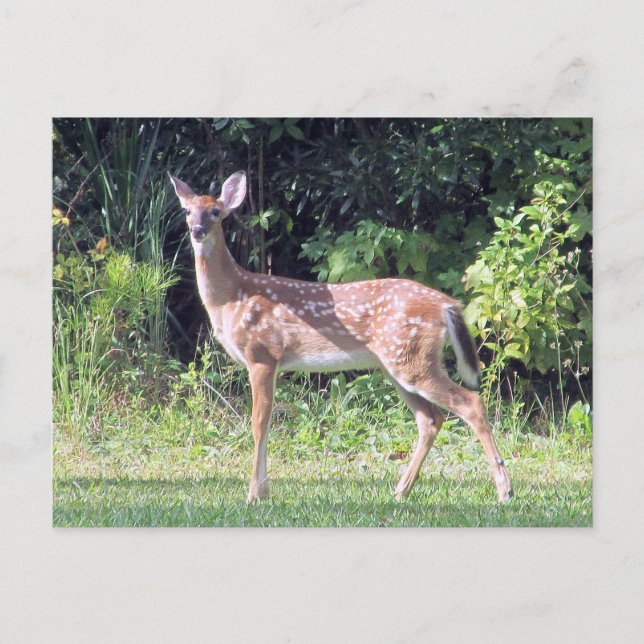 Carte postale Baby Deer (Devant)