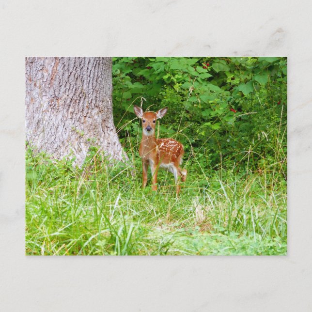 Carte Postale Baby Deer in the Woods Nature Photography (Devant)