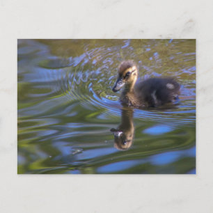 Carte Postale Baby Donald
