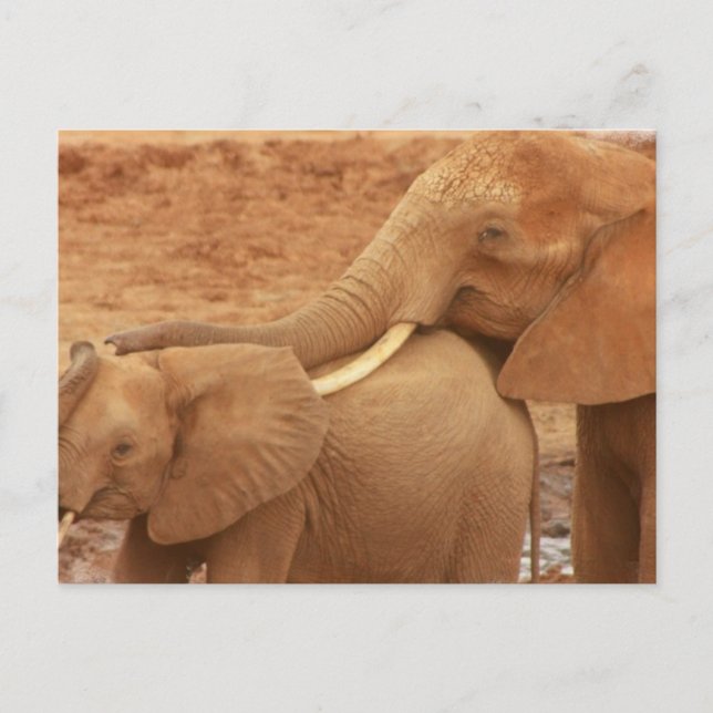 Carte postale Baby Elephant (Devant)