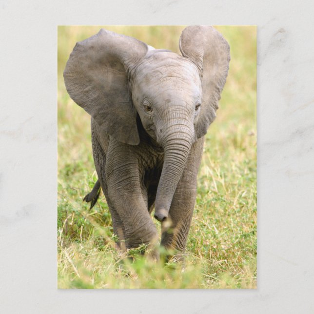 Carte Postale Baby éléphant (Devant)
