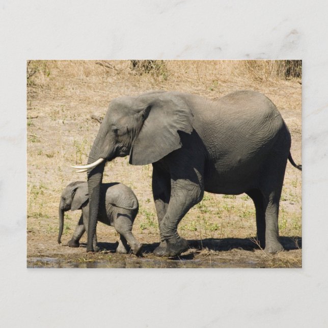 Carte Postale Baby Elephant And Mother (Devant)