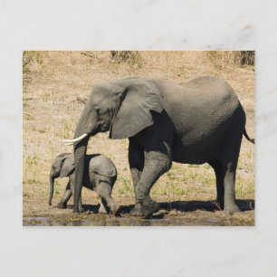 Carte Postale Baby Elephant And Mother