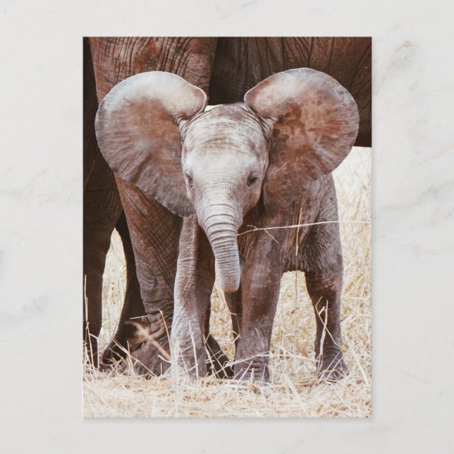 Carte Postale Baby Elephant mignon Eléphant africain avec maman (Devant)