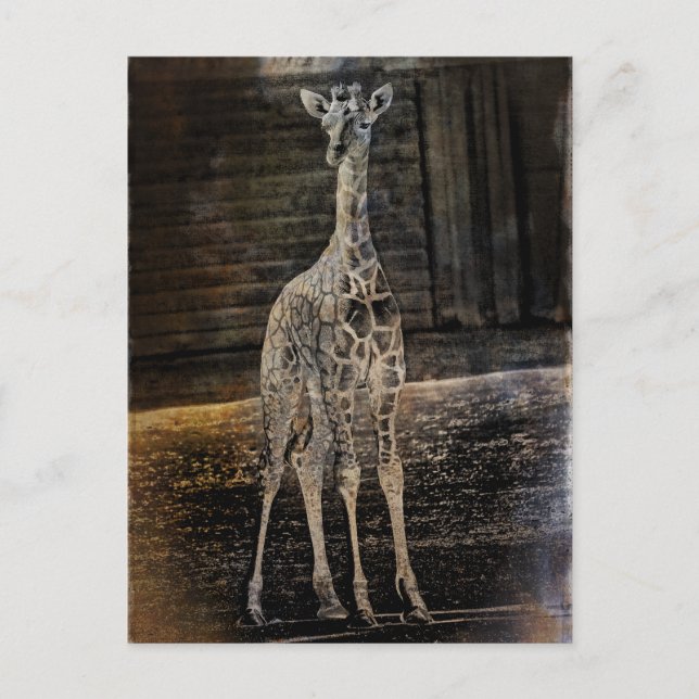 Carte Postale Baby Giraffe (Devant)