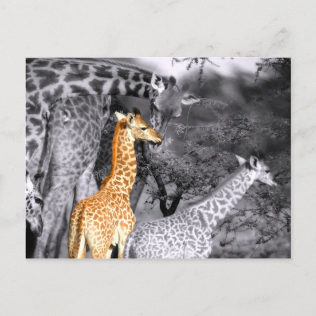 Carte Postale Baby Giraffe (Devant)