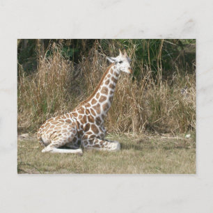 Carte Postale Baby Giraffe
