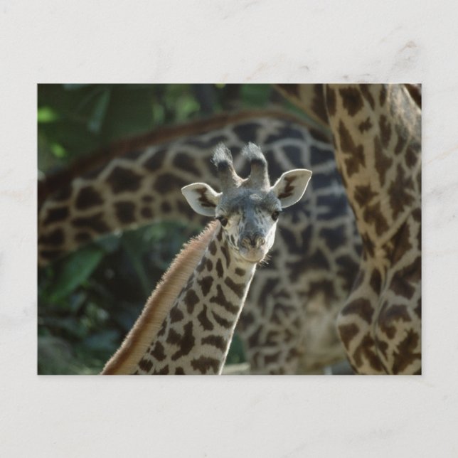 Carte Postale Baby Giraffe (Devant)