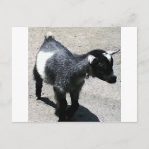 Carte Postale Baby Goat at the Zoo image