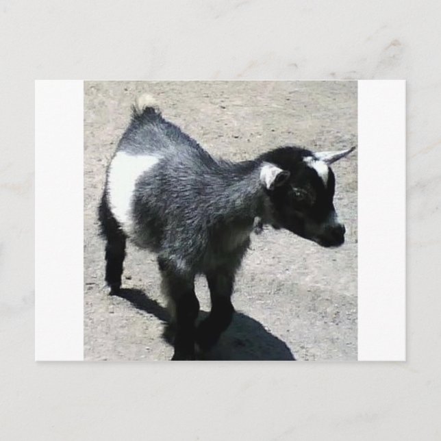 Carte Postale Baby Goat at the Zoo image (Devant)