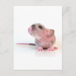 Carte Postale Baby Gobi Rat