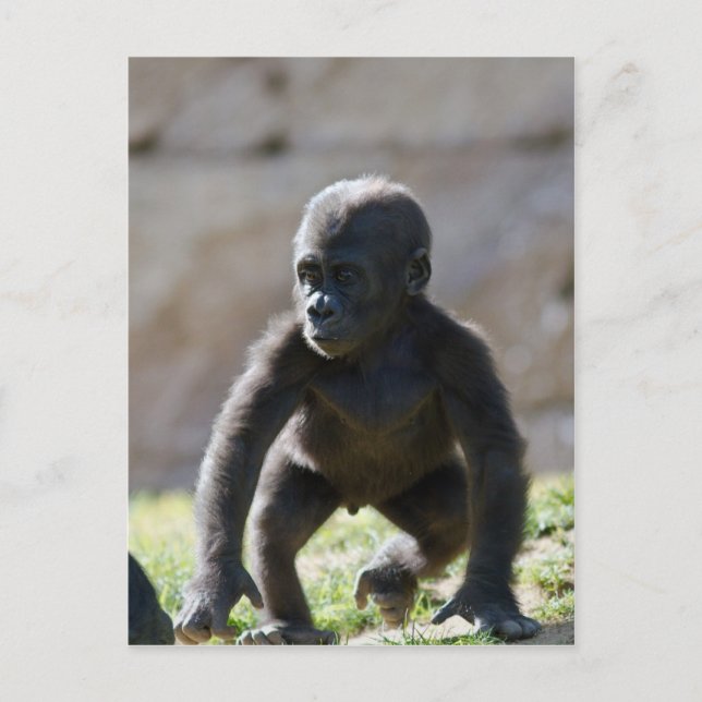 Carte Postale Baby Gorilla (Devant)