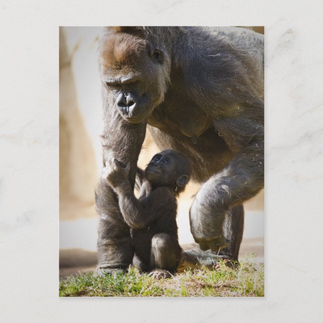 Carte Postale Baby Gorilla (Devant)