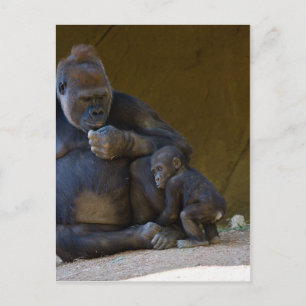 Carte Postale Baby Gorilla