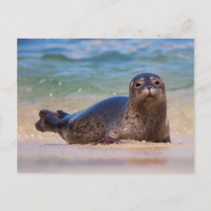 Carte Postale Baby Harbor Seal in Water