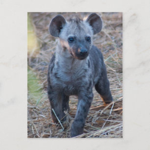 Carte postale Baby Hyena