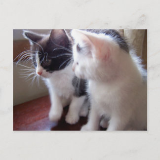 Carte Postale baby kitties Postcard