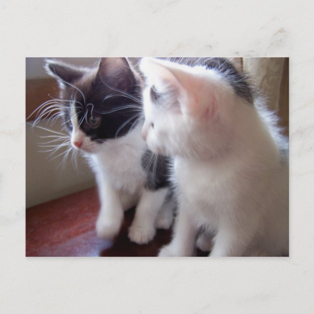 Carte Postale baby kitties Postcard (Devant)