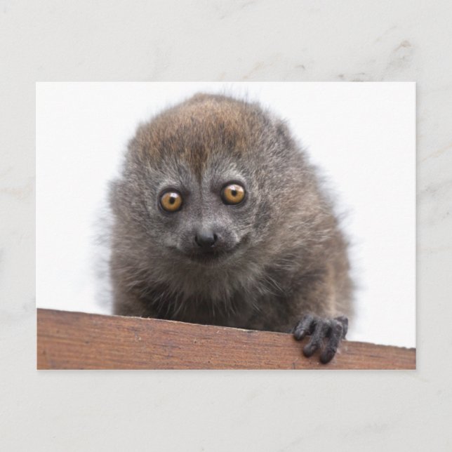 Carte postale Baby Lemur (Devant)