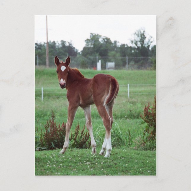 Carte Postale Baby Lynx (Devant)
