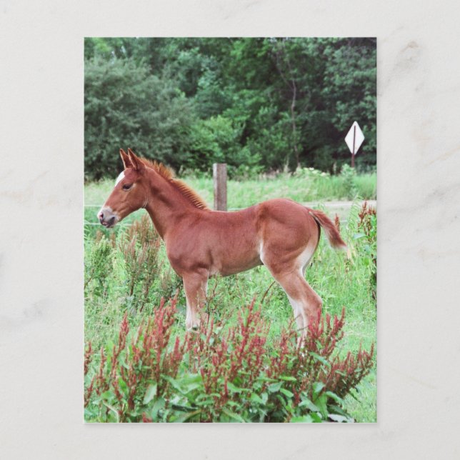 Carte Postale Baby Lynx (Devant)