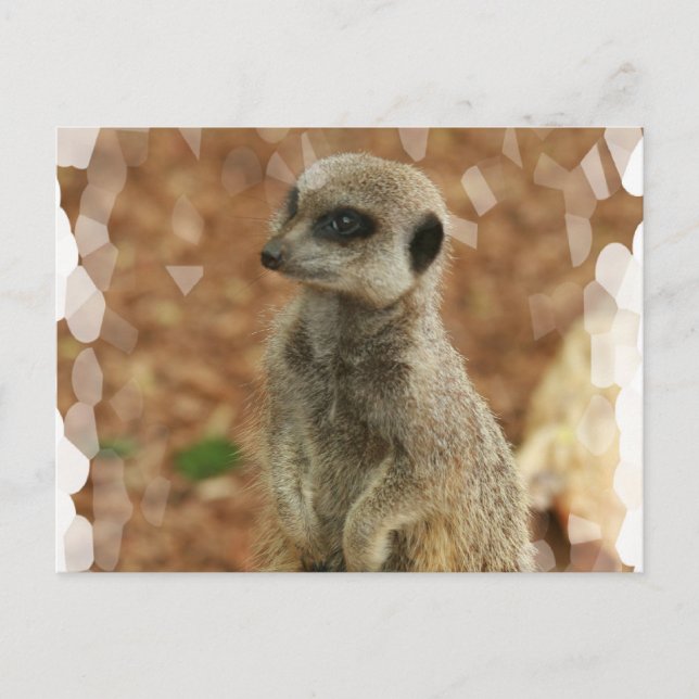 Carte Postale Baby Meerkat (Devant)