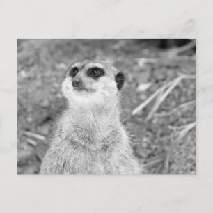 Carte Postale "Baby Meerkat"