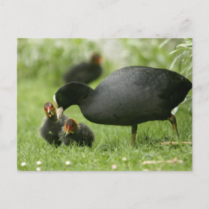 Carte Postale Baby Moorhens