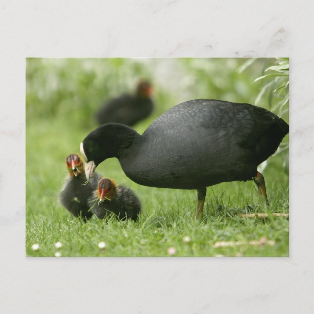 Carte Postale Baby Moorhens (Devant)