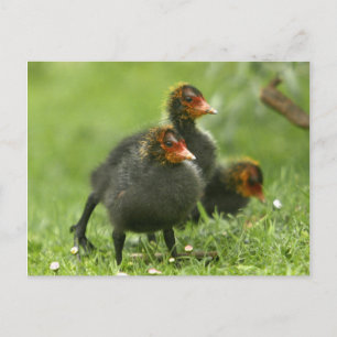 Carte Postale Baby Moorhens, Angleterre.