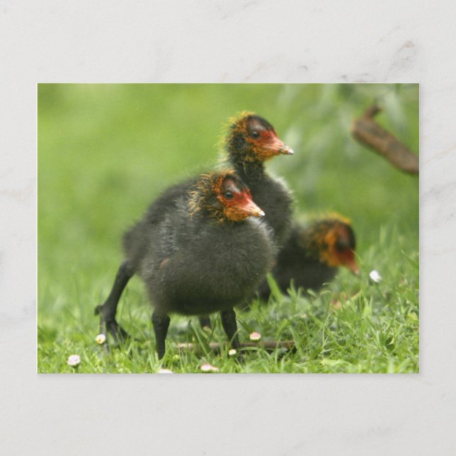 Carte Postale Baby Moorhens, Angleterre. (Devant)