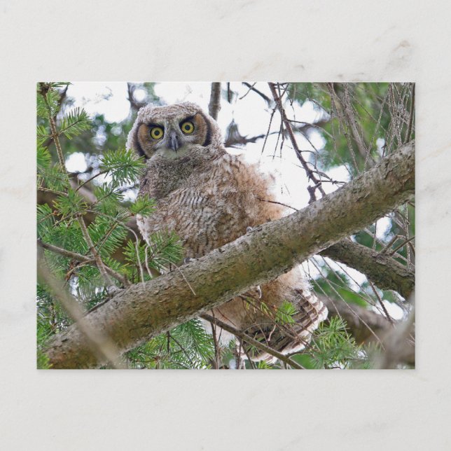 Carte Postale Baby Owl Staring (Devant)