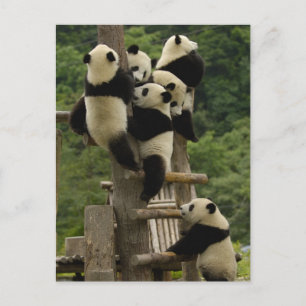 Carte Postale Baby panda géante Ailuropoda melanoleuca)