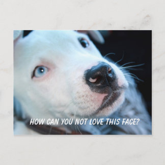 Carte Postale Baby Pitbull Puppy