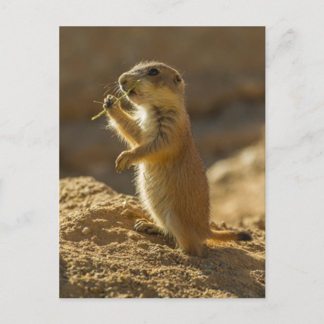 Carte Postale Baby prairie chien mangeant, Arizona (Devant)