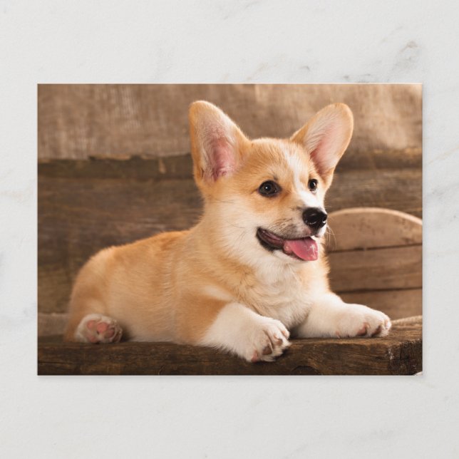 Carte Postale Baby Puppy Corgi (Devant)